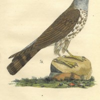 VÖGEL. - Bussard. Bild 1