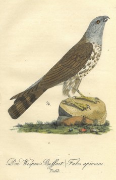 Picture 1