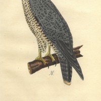 VÖGEL. - Falke. Bild 1
