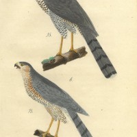 VÖGEL. - Falke. Bild 1