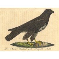 VÖGEL. - Bussard. Bild 1