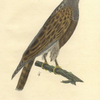 VÖGEL. - Bussard. Bild 1