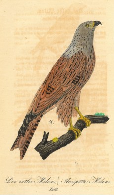 Picture 1
