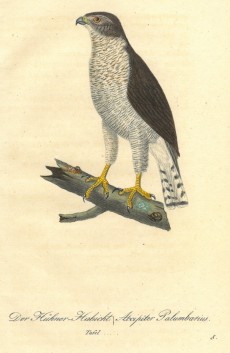 Picture 1