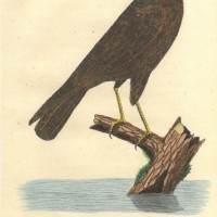 VÖGEL. - Habicht. Bild 1