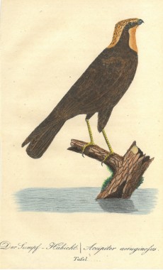 Picture 1