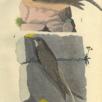 VÖGEL. - Segler. Bild 1