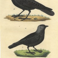 VÖGEL. - Rabe. Bild 1