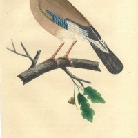 VÖGEL. - Rabe. Bild 1