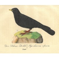 VÖGEL. - Rabe. Bild 1