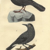 VÖGEL. - Rabe. Bild 1
