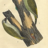 VÖGEL. - Specht. Bild 1