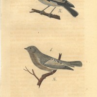 VÖGEL. Bild 1