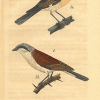 VÖGEL. - Würger. Bild 1
