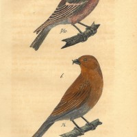 VÖGEL. - Fink. Picture 1