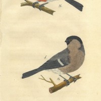 VÖGEL. - Fink. Bild 1