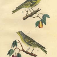 VÖGEL. - Fink. Bild 1