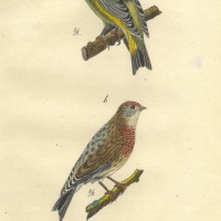 VÖGEL. - Fink. Bild 1