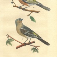 VÖGEL. - Fink. Bild 1