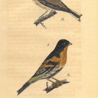 VÖGEL. - Fink. Bild 1
