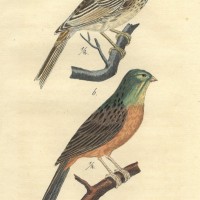 VÖGEL. - Ammern. Bild 1
