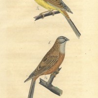 VÖGEL. - Ammern. Bild 1