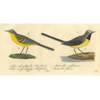 VÖGEL. - Pieper. Picture 1