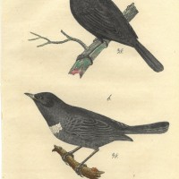 VÖGEL. - Drossel. Bild 1