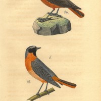 VÖGEL. - Fliegenschnäper. Picture 1