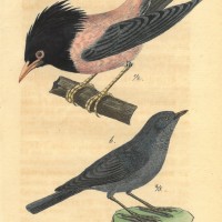 VÖGEL. - Drossel. Bild 1