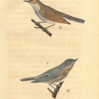VÖGEL. - Grasmücken. Bild 1