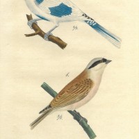 VÖGEL. - Meise. Bild 1