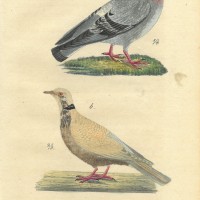 VÖGEL. - Taube. Bild 1