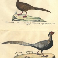 VÖGEL. - Fasan. Bild 1