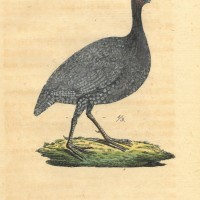 VÖGEL. - Huhn. Bild 1
