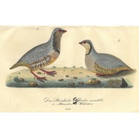 VÖGEL. - Huhn. Bild 1