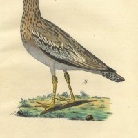 VÖGEL. Bild 1