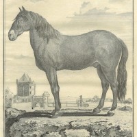 PFERDE. - Spanisches Pferd. Bild 1