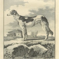 HUNDE. Bild 1