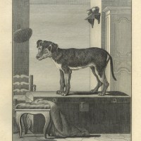 HUNDE. Bild 1