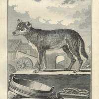 HUNDE. Bild 1