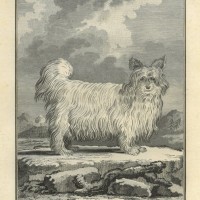 HUNDE. Bild 1