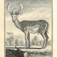 HIRSCH. - Damhirsch. Bild 1