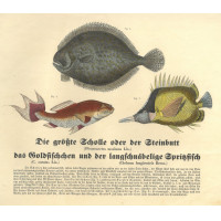 FISCHE. - Scholle. Bild 1